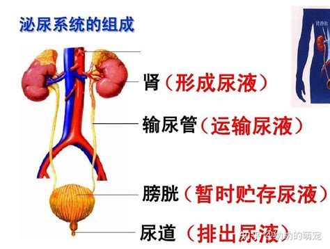 泌尿系統 常識|泌尿系统